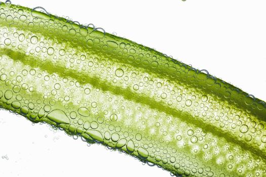 Close-up of air bubbles covering green fiber of cucumber floating in the water