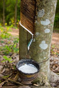 latex extracted from rubber tree source of natural rubber