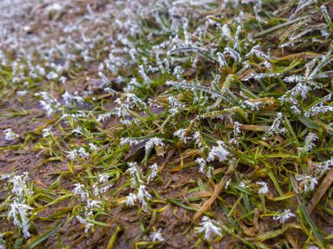 Frost on short green grass at early spring - wide angle closeup cellphone photo