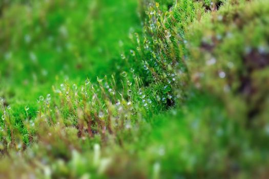 Close-Up Of Fresh green Moss in the greenhouse on a blurred background with selective focus. The picture was taken in the botanical garden. Moscow, Russia.