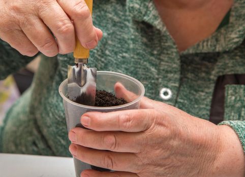 Close-up of female hands stirring compost in a pot with a shovel. The concept of agriculture, farming, growing vegetables. Young green seedlings of vegetable plants.