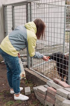 A girl feeds a brown sheep. An animal eats apples through a net in a cage. A mammal is in a zoo.