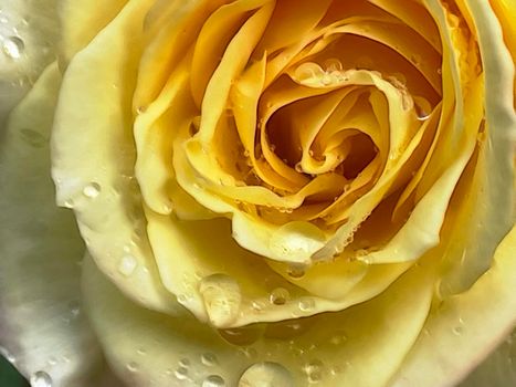 close up of yellow rose and raindrops