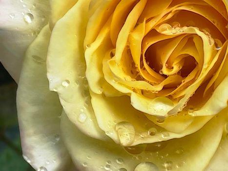 close up of yellow rose and raindrops