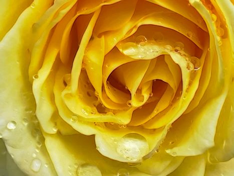 close up of yellow rose and raindrops