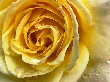 close up of yellow rose and raindrops