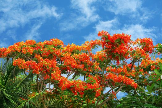 flame tree red flower blooming new born green leaves on the tree in summer