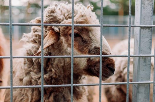 Sheep in a cage, portrait. Mammals are in the zoo. Hungry animals. Selective focus.