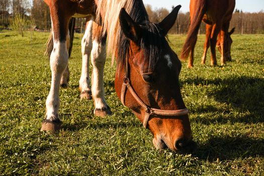 Close up image of a red bay horse grazing in summer pasture. Horse on a sunny day.