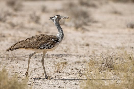 Kori bustard walking in dry land in Kruger National park, South Africa ; Specie Ardeotis kori family of Otididae