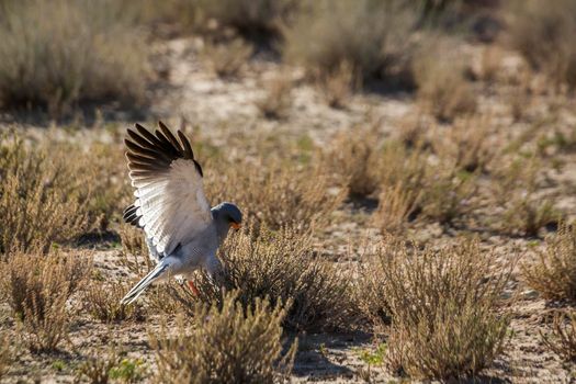 Pale Chanting-Goshawk hunting on the ground in Kgalagadi transfrontier park, South Africa; specie Melierax canorus family of Accipitridae