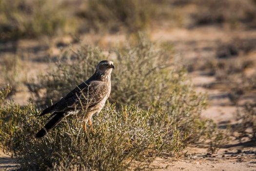 Pale Chanting-Goshawk juvenile hunting on ground in Kgalagadi transfrontier park, South Africa; specie Melierax canorus family of Accipitridae