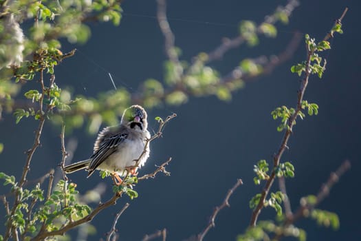 Scaly Weaver standing on branch in backlit in Kgalagadi transfrontier park, South Africa; specie Sporopipes squamifrons family of Ploceidae