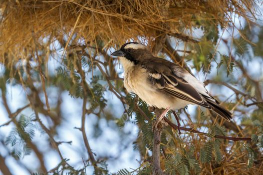 White browed Sparrow Weaver standing in nest area in Kgalagadi transfrontier park, South Africa; specie Plocepasser mahali family of Ploceidae