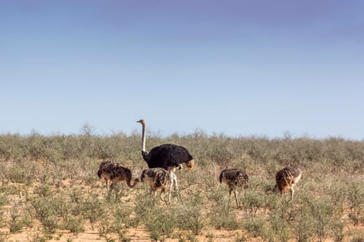 African Ostrich with chicks in dry land in Kgalagadi transfrontier park, South Africa ; Specie Struthio camelus family of Struthionidae