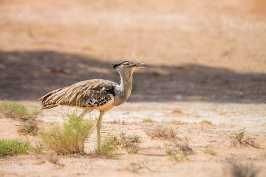 Kori bustard walking in sand desert in Kgalagadi transfrontier park, South Africa ; Specie Ardeotis kori family of Otididae
