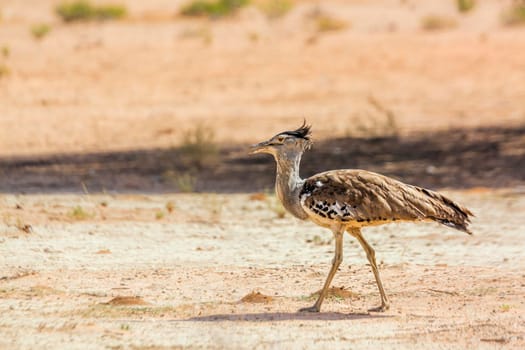 Kori bustard walking in sand desert in Kgalagadi transfrontier park, South Africa ; Specie Ardeotis kori family of Otididae