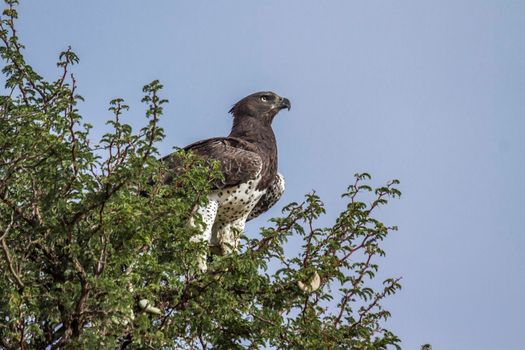 Martial Eagle standing on a tree in Kgalagadi transfrontier park, South Africa; Specie Polemaetus bellicosus family of Accipitridae