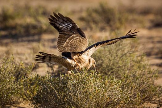 Pale Chanting-Goshawk juvenile hunting on ground in Kgalagadi transfrontier park, South Africa; specie Melierax canorus family of Accipitridae