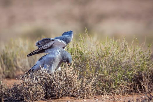 Pale Chanting-Goshawk hunting in ground in Kgalagadi transfrontier park, South Africa; specie Melierax canorus family of Accipitridae