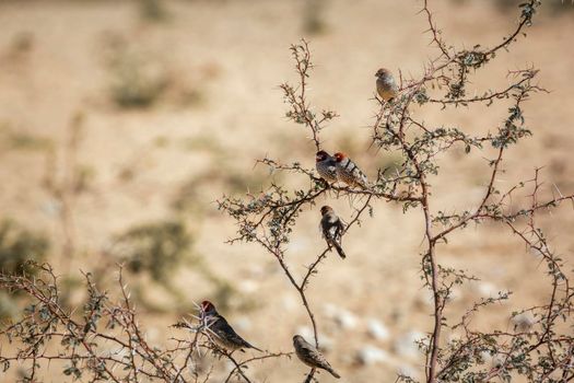 Group of Red headed Finchs standing on acacia shrub in Kgalagadi transfrontier park, South Africa ; specie Amadina erythrocephala family of Estrildidae