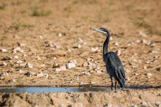 Black headed Heron standing at waterhole in Kgalagadi transfrontier park, South Africa; specie Ardea melanocephala family of ardeidae
