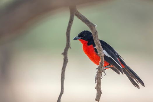 Crimson breasted Gonolek standing on a branch in Kgalagadi transfrontier park, South Africa; specie Laniarius atrococcineus family of Malaconotidae