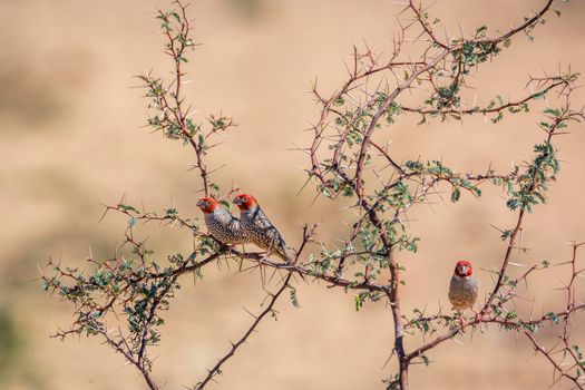 Three Red headed Finchs male standing on acacia shrub in Kgalagadi transfrontier park, South Africa in Kgalagadi transfrontier park, South Africa; specie Amadina erythrocephala family of Estrildidae