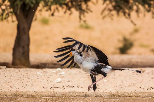Secretary bird drinking and spreading wings in Kgalagadi transfrontier park, South Africa; specie Sagittarius serpentarius family of Sagittariidae