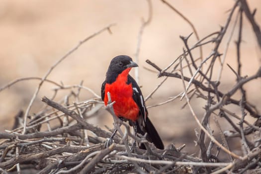 Crimson breasted Gonolek standing front view in dry branches in Kgalagadi transfrontier park, South Africa; specie Laniarius atrococcineus family of Malaconotidae