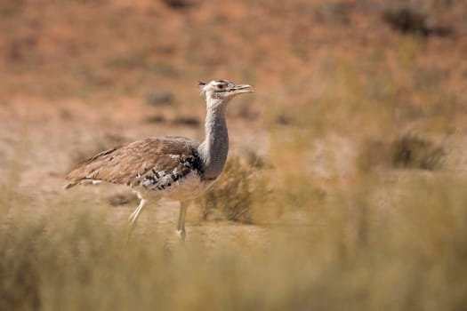 Kori bustard walking in the grass in Kgalagadi transfrontier park, South Africa ; Specie Ardeotis kori family of Otididae