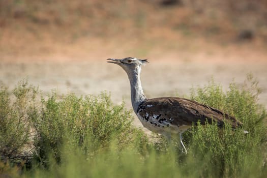 Kori bustard walking in the grass in Kgalagadi transfrontier park, South Africa ; Specie Ardeotis kori family of Otididae