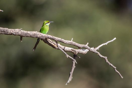 Swallow tailed Bee eater standing on a branch isolated in natural background in Kgalagadi transfrontier park, South Africa; specie Merops hirundineus family of Meropidae