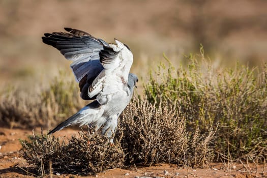 Pale Chanting-Goshawk hunting in ground in Kgalagadi transfrontier park, South Africa; specie Melierax canorus family of Accipitridae