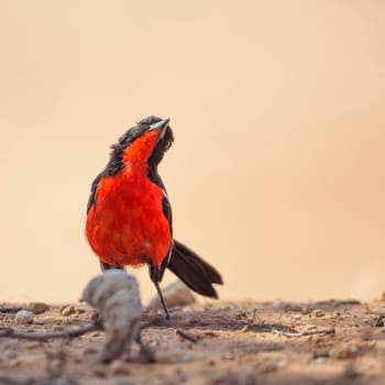 Crimson breasted Gonolek isolated in natural background in Kgalagadi transfrontier park, South Africa; specie Laniarius atrococcineus family of Malaconotidae