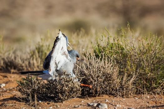 Pale Chanting-Goshawk hunting in ground in Kgalagadi transfrontier park, South Africa; specie Melierax canorus family of Accipitridae