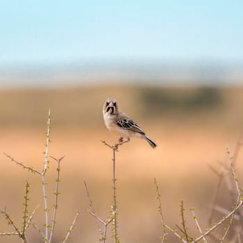 Scaly Weaver standing on grass isolated in natural background in Kgalagadi transfrontier park, South Africa; specie Sporopipes squamifrons family of Ploceidae
