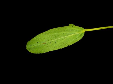 St John´s leaf with oil glands