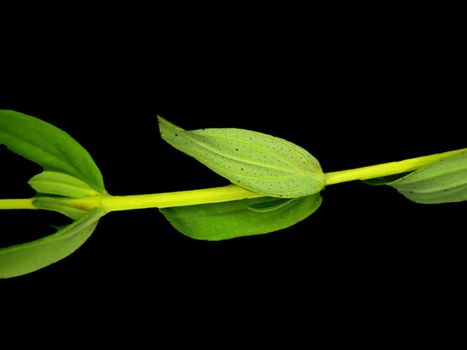 St John´s leaf with oil glands