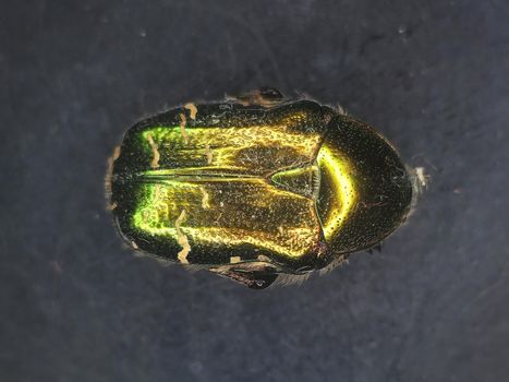 Flower chafer under a microscope