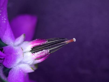 mallow, medicinal plant flower