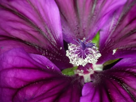 mallow, medicinal plant flower