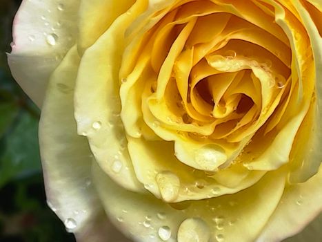 close up of yellow rose and raindrops