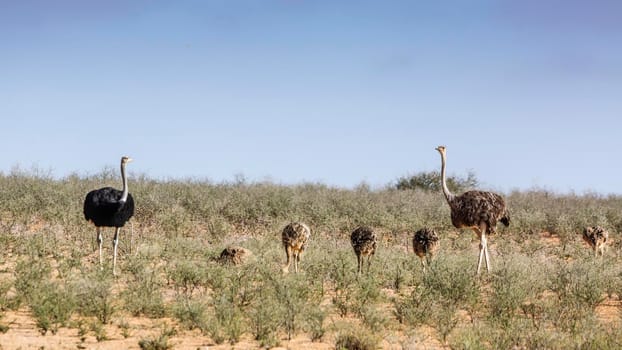 African Ostrich with chicks in dry land in Kgalagadi transfrontier park, South Africa ; Specie Struthio camelus family of Struthionidae