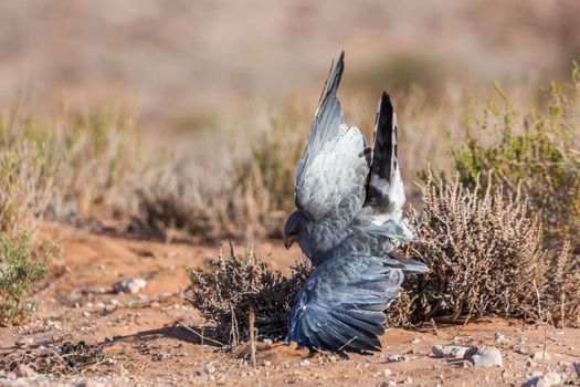 Pale Chanting-Goshawk hunting in ground in Kgalagadi transfrontier park, South Africa; specie Melierax canorus family of Accipitridae