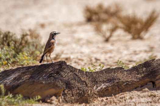 Capped Wheatear standing on a log in Kgalagadi transfrontier park, South Africa; specie Oenanthe pileata family of Musicapidae