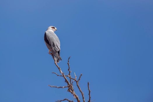 Black shouldered Kite perched isolated in blue sky in Kgalagadi transfrontier park, South Africa; specie Elanus caeruleus family of Accipitridae