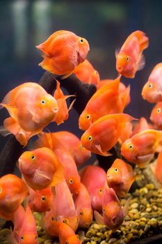 Group of red parrot cichlid