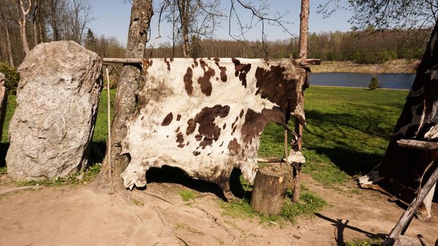 An ancient Viking camp. The cow hide is dried in the sun. Wood carved with symbols and bones