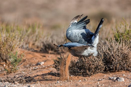 Pale Chanting-Goshawk hunting in ground in Kgalagadi transfrontier park, South Africa; specie Melierax canorus family of Accipitridae